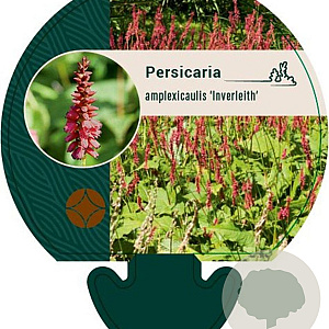 Persicaria a. 'Inverleith' GM P9