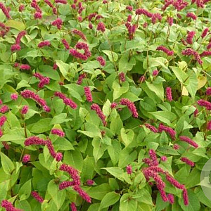 Persicaria amplexicaulis pendula GM P9