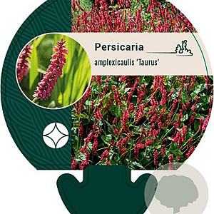 Persicaria a. 'Taurus' GM P9