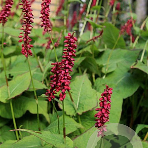 Persicaria a. 'Taurus' GM P9