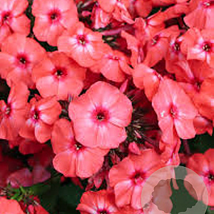 Phlox (P) Sweet Summer Dream GM P9