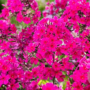 Phlox (P) Sweet Summer Wine GM P9