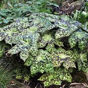 Podophyllum 'Spotty Dotty' GM P9
