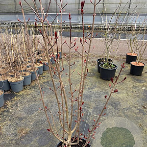 Acer plat. 'Crimson Sentry' 100-125 cm 15L