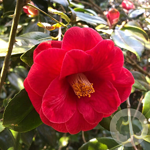 Camellia j. 'Adolphe Audusson' 60-70 cm 5,0L