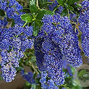 Ceanothus 'Cascade' 175-200 cm 20L 3 stok