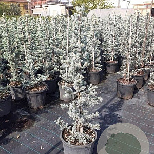 Cedrus atl. 'Glauca' 80-100 cm met kluit