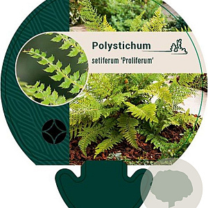 Polystichum set. 'Proliferum' GM P9