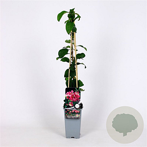 Chaenomeles sup. 'Pink Lady' 70 cm 2,0L