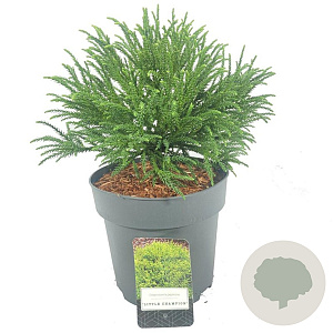 Cryptomeria j. 'Little Champion' 25-30 cm 5,0L
