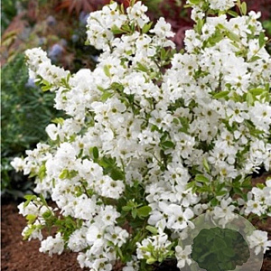 Exochorda racem. 'Niagara' 175-200 cm 15L