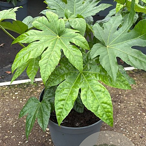 Fatsia japonica GM 1.5