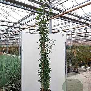 Garrya thuretii 175-200 cm 20L 3 stok