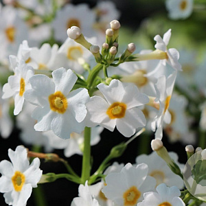 Primula japonica 'Alba' GM P9