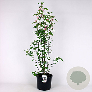 Hibiscus syr. 'Leopoldii' 125-150 cm met kluit