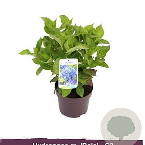 Hydrangea m. 'Bela' 50-60 cm 20L