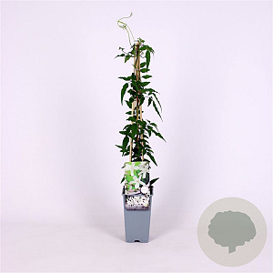 Jasminum polyanthum 70 cm 2,0L