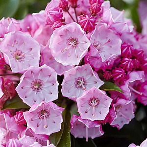 Kalmia lat. in soorten 30-40 cm 6,5L