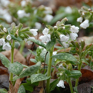 Pulmonaria off. 'Alba' GM P9
