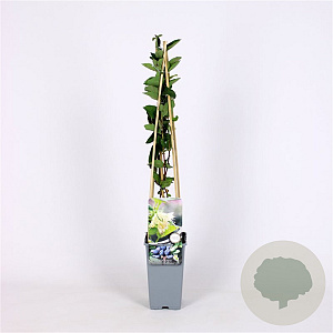 Lonicera c. 'Wojtek' 70 cm 2,0L