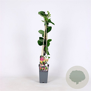 Lonicera heckr. 'American Beauty' 70 cm 2,0L