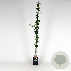 Lonicera per. 'Belgica Select' 150-175 cm 5,0L