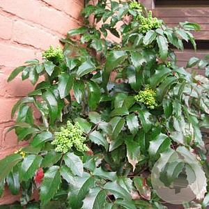 Mahonia aq. 'Smaragd' 25-30 cm met kluit