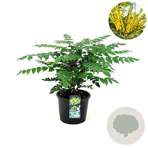 Mahonia japonica 'Hivernant' 40-50 cm 12L