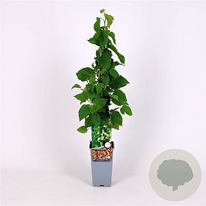 Morus alba 70 cm 2,0L