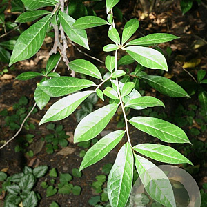 Orixa japonica GM C3