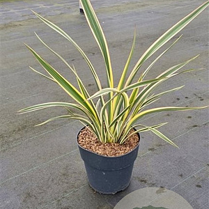 Phormium 'Apricot Queen' 60-80 cm 7,5L
