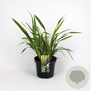 Phormium cook. 'Tricolor' 30-40 cm 7,5L