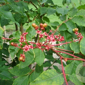 Picrasma quassioides 30-40 cm 5,0L