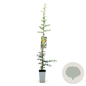 Pyracantha 'Golden Charmer' 80-100 cm 2,5L