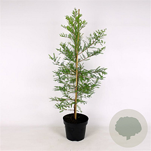 Taxodium distichum 125-150 cm 12L