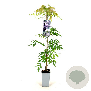 Wisteria flor. 'Issai-naga' 80-100 cm 2,5L