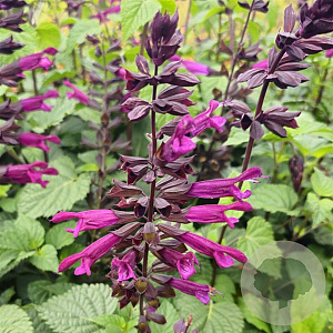 Salvia Plum Crazy GM P9