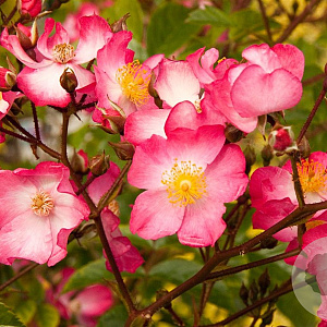 Rosa Juanita A kwaliteit C1.5 eigen wortel