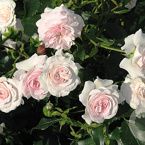 Rosa (F) Larissa A kwaliteit wortelgoed