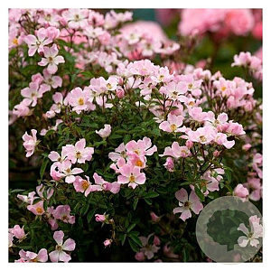 Rosa (H) 'Nozomi' A kwaliteit wortelgoed wortelecht 2 tak