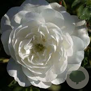 Rosa (H) Snow Ballet A kwaliteit C1.5 eigen wortel