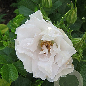 Rosa (R) White Roadrunner A kwaliteit C1.5 eigen wortel