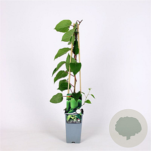 Actinidia a. 'Geneva' 70 cm 2,0L