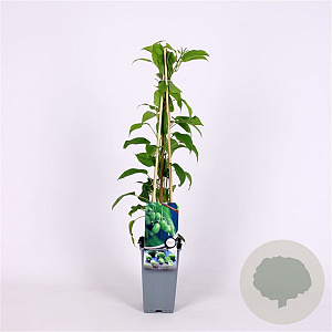 Actinidia a. 'Issai' 70 cm 2,0L