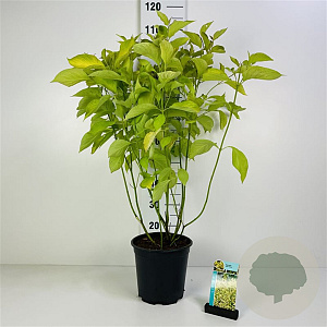Cornus alba 'Aurea' 100-125 cm 7,5L