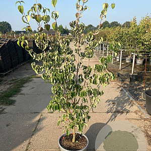Cornus k. 'Robert's Selectie' 125-150 cm 20L