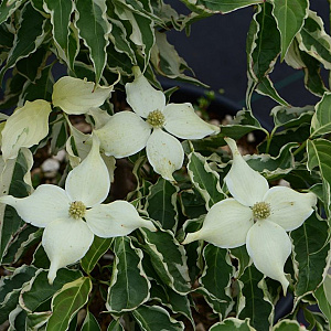 Cornus k. Samaritan 175-200 cm cont. 80L