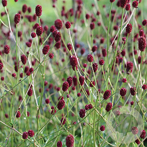 Sanguisorba o. 'Burgundy Buttons' GM P9