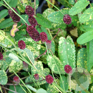 Sanguisorba o. 'Lemon Splash' GM P9