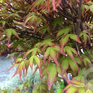 Acer palmatum 'Kiyohime' 100-125 cm 50L breed